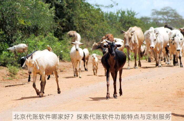 北京代账软件哪家好？探索代账软件功能特点与定制服务