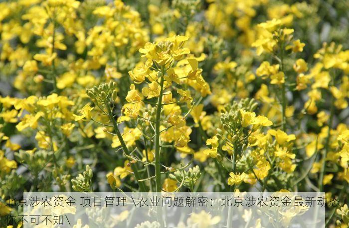 北京涉农资金 项目管理 \农业问题解密：北京涉农资金最新动态，你不可不知\