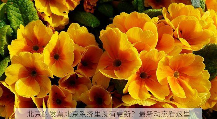 北京发票北京验票系统查询：发票小白的贴心助手与企业的高效工具